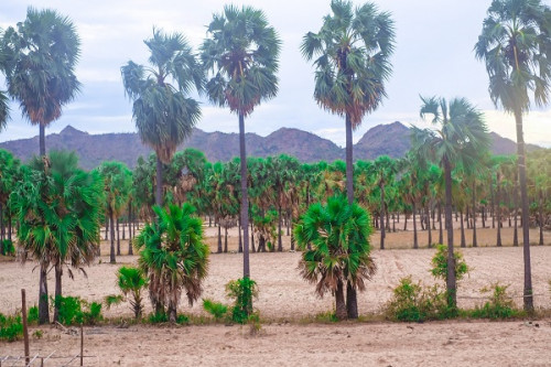 Palm Gardens In Bagan