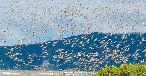 Rare bird habitats and other biodiversity habitats