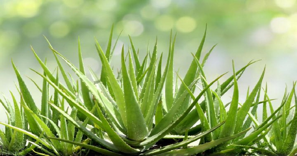 Where should aloe vera be used?