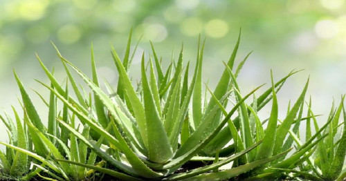 Where should aloe vera be used?