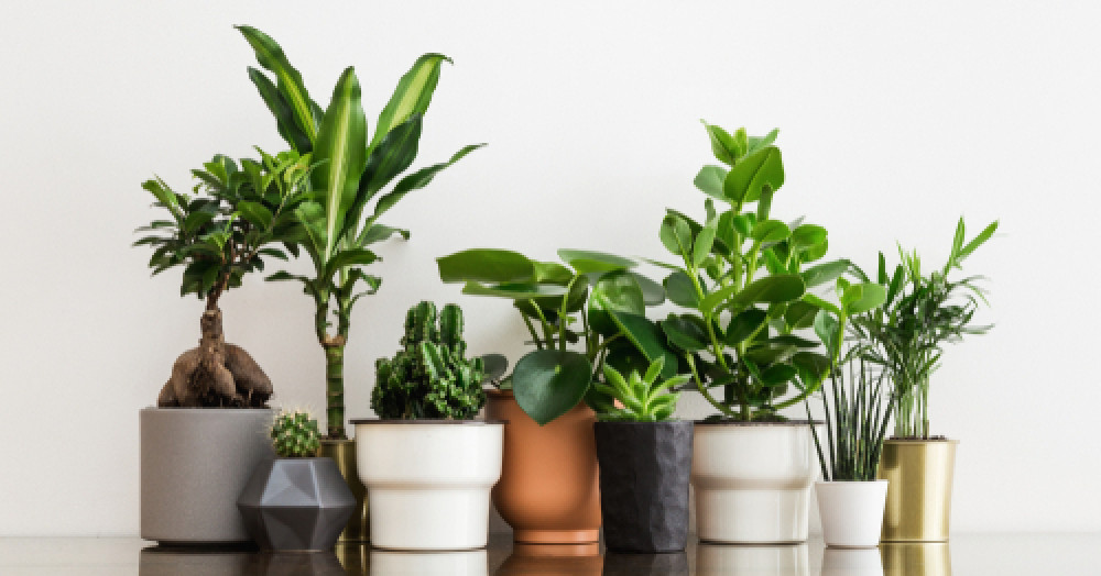 10 Best Air Purifying Plants