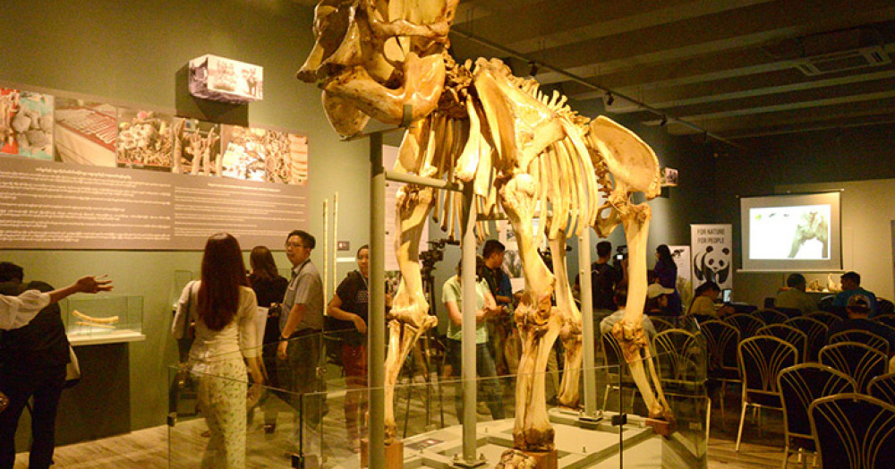 Elephant Museum In Yangon Zoo