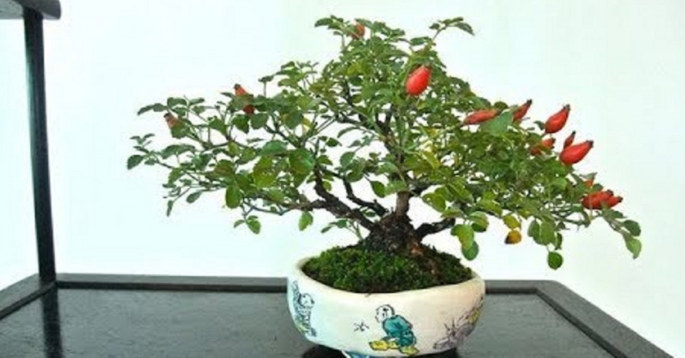 How do you make a pepper plant into a bonsai?