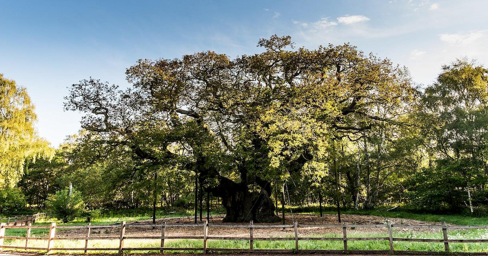 Make nature reserves 10% of the country's area