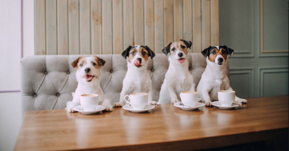 10 Best Pet-Friendly Cafes In Yangon