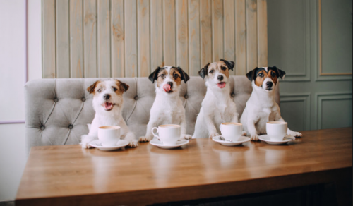 10 Best Pet-Friendly Cafes In Yangon