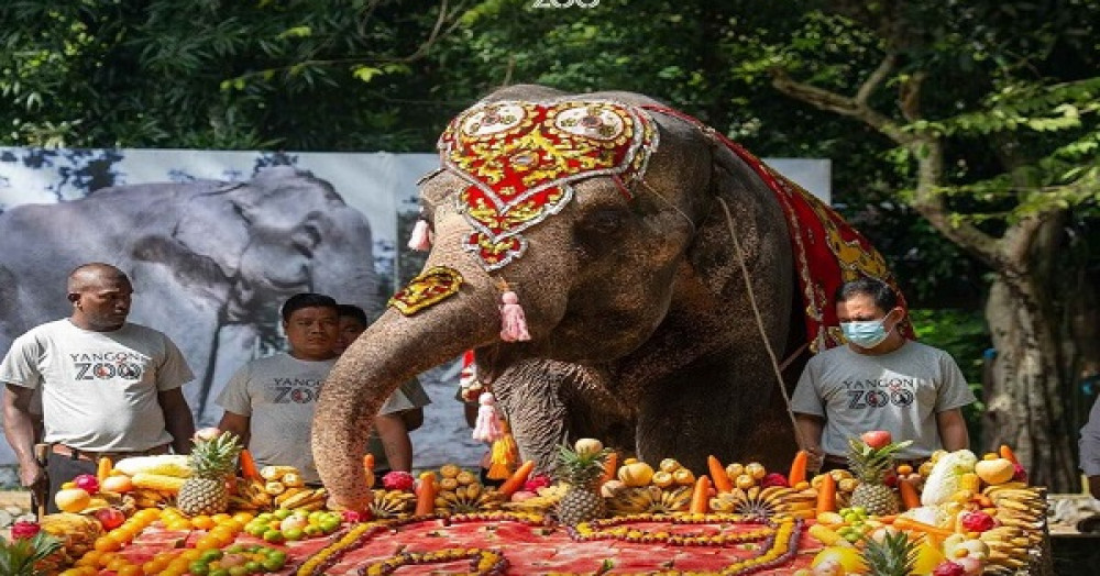 Elephant Mo Mo 71th Birthday 